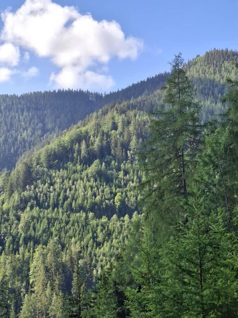 33 ha Production Forest in Breitenau