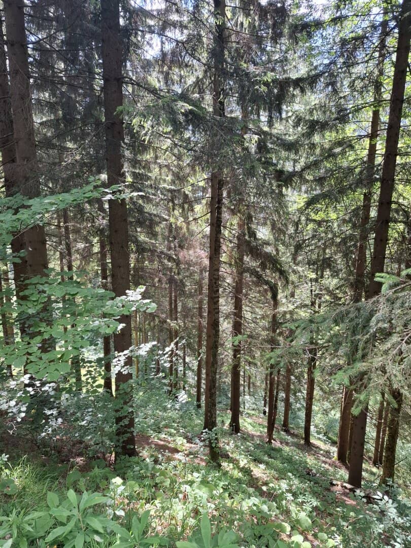 33 ha Wirtschaftswald in Breitenau