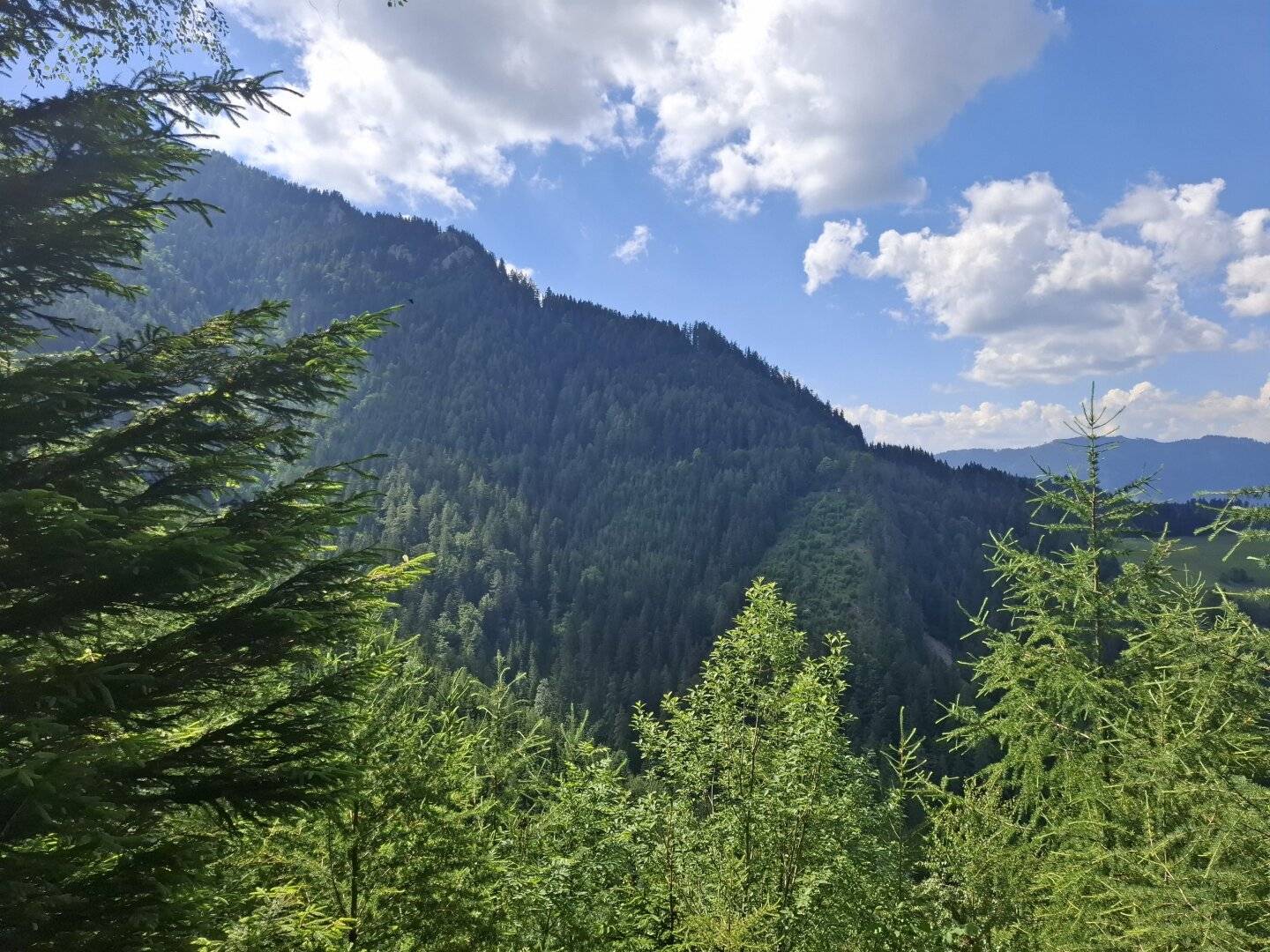 33 ha Wirtschaftswald in Breitenau