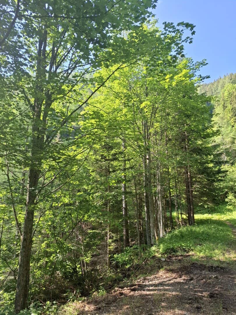 33 ha Wirtschaftswald in Breitenau
