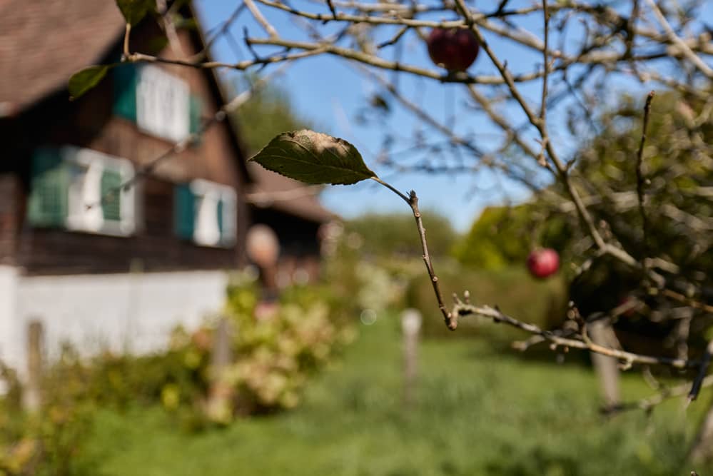 Baugrundstück in Lustenau