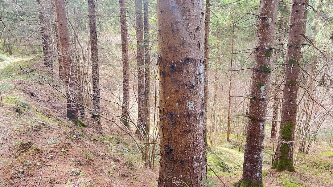 Commission-free forest in Gurktal