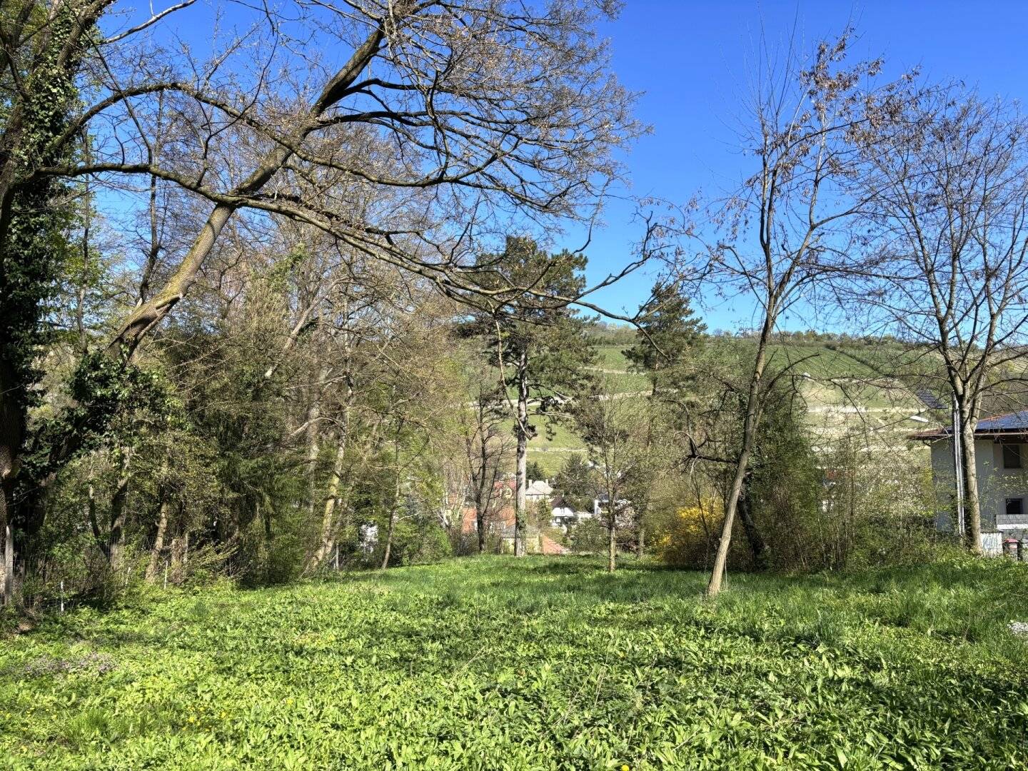 Baugrund Ödberg Klosterneuburg 594m²