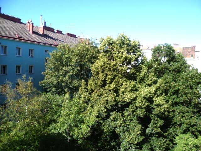 Helle zentrale Wohnung mit neuer Komplettküche nahe Antonsplatz