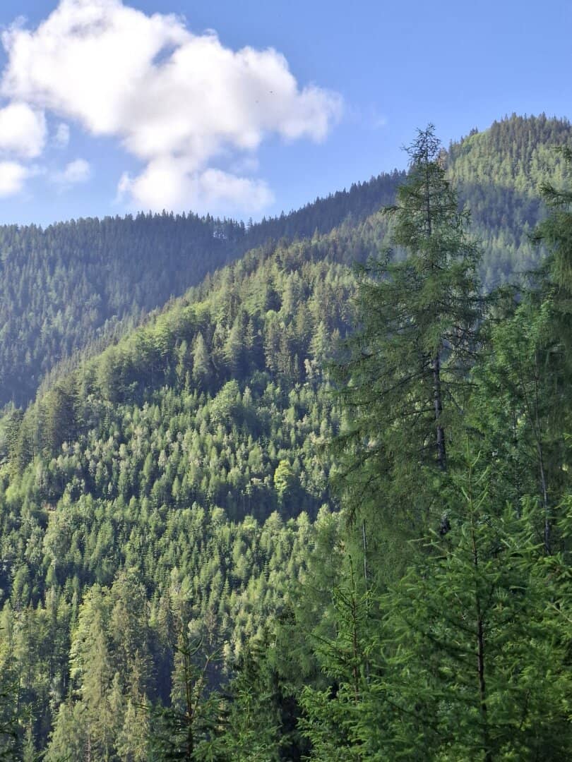 13,3 ha Wirtschaftswald Teichalm