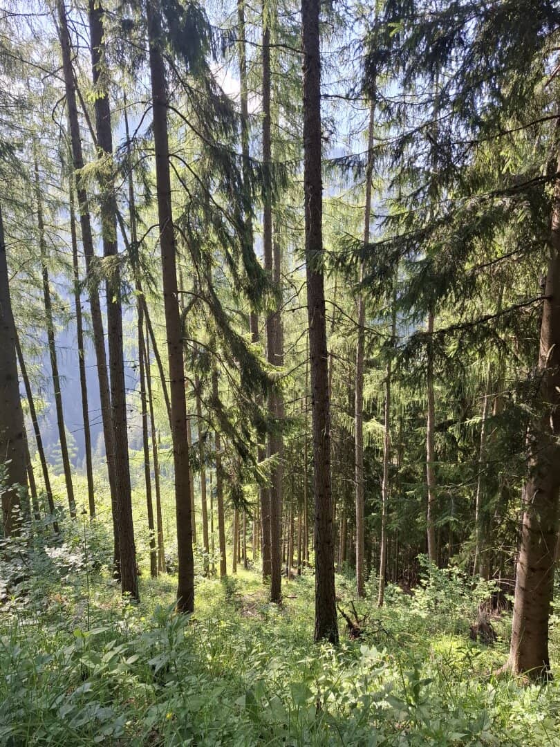13,3 ha Wirtschaftswald Teichalm