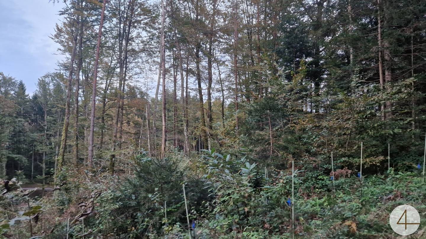 10 ha Land & Forst mit PV-Anlage