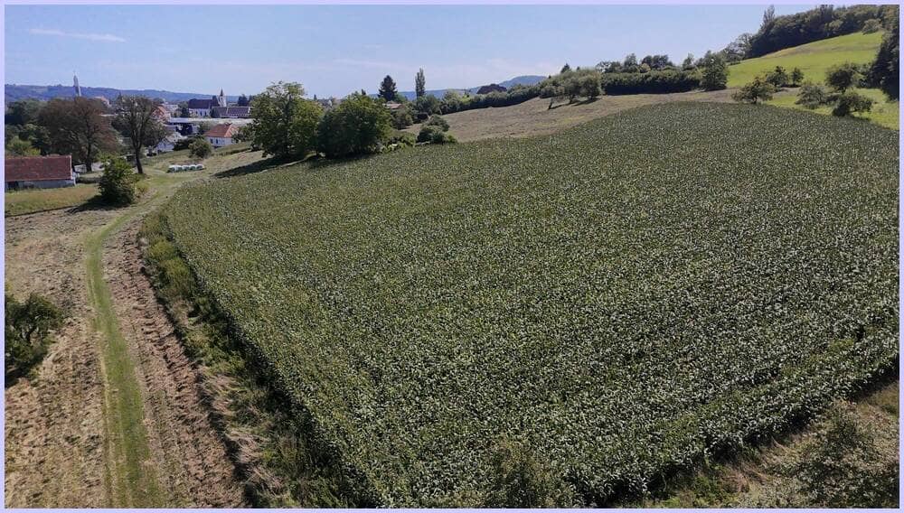 Baugrundstück 3000m² Feldbach