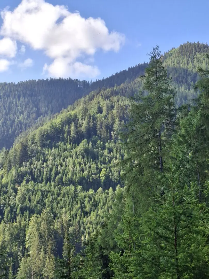19 ha Wirtschaftswald Teichalm