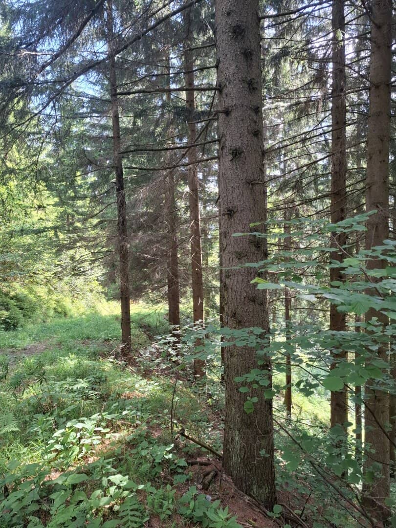 19 ha Managed Forest Teichalm