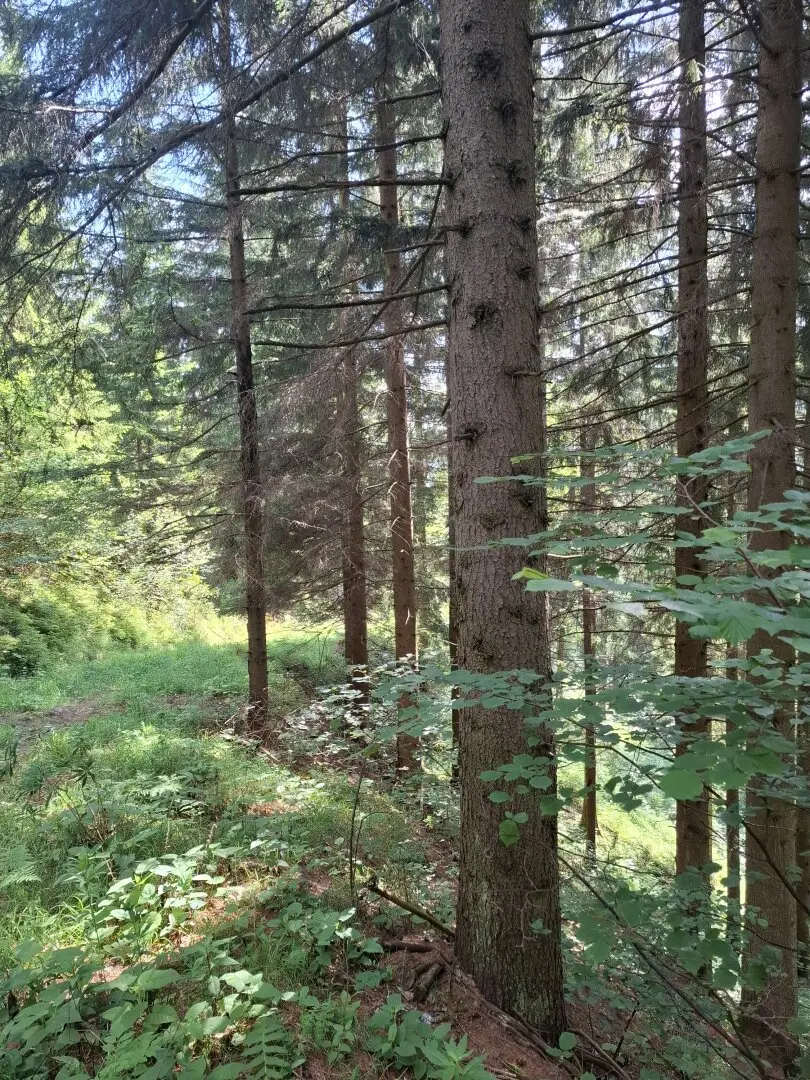 19 ha Wirtschaftswald Teichalm