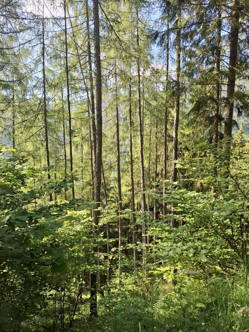 19 ha Managed Forest Teichalm