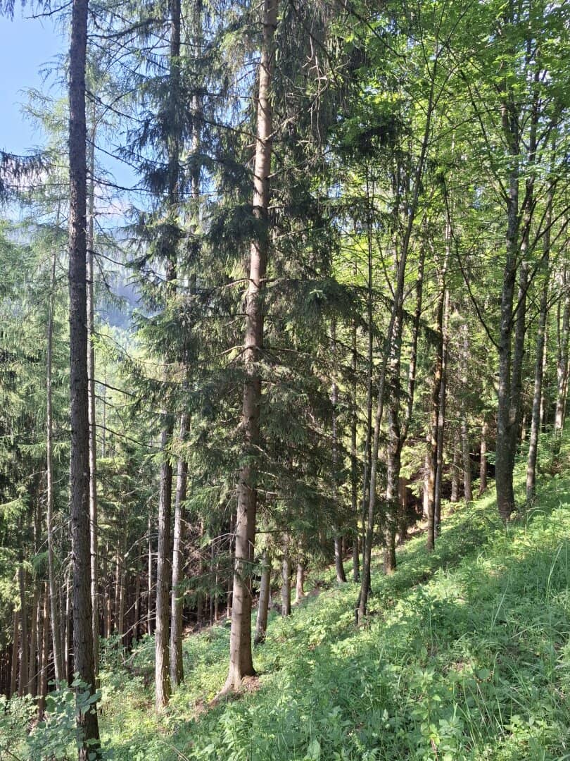 19 ha Managed Forest Teichalm