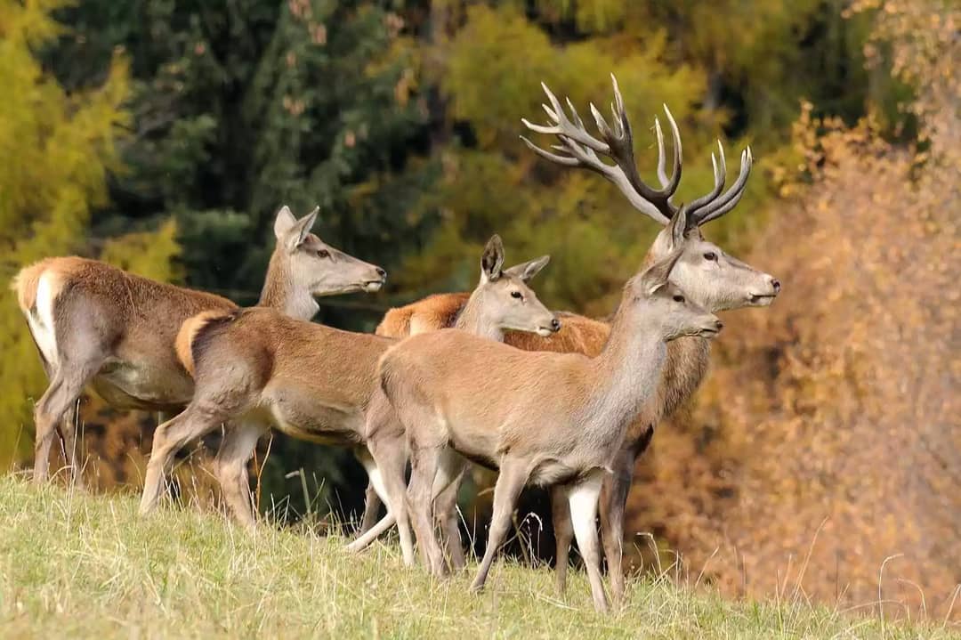 Bergbauernhof mit 135 ha Jagd in Rinegg