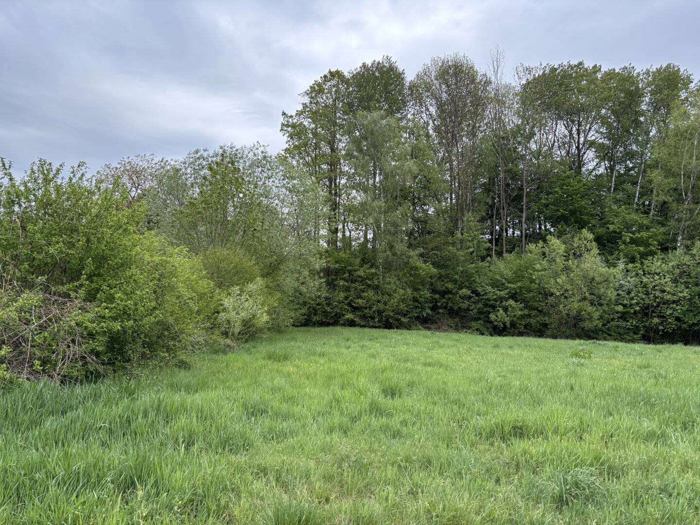 Wiesen-Wald-Grundstück Wiesfleck