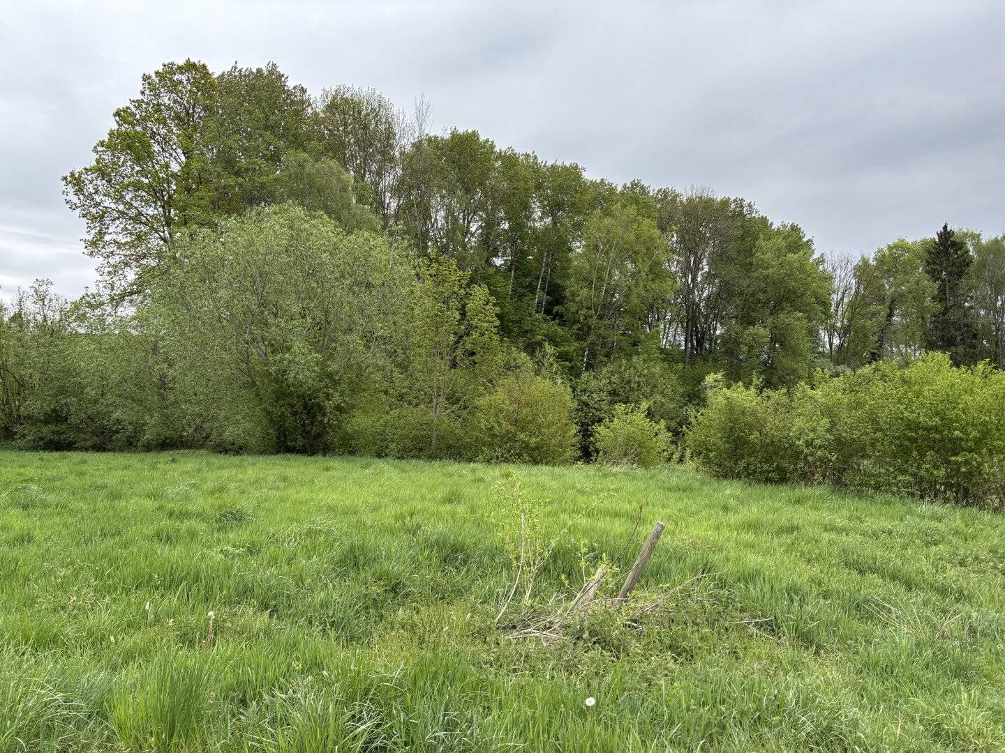 Wiesen-Wald-Grundstück Wiesfleck