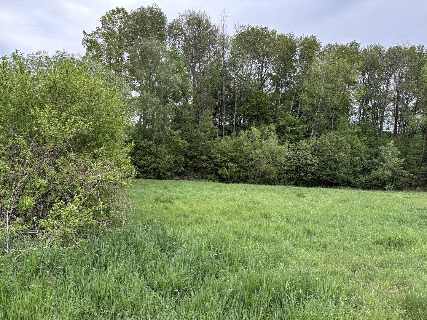 Wiesen-Wald-Grundstück Wiesfleck