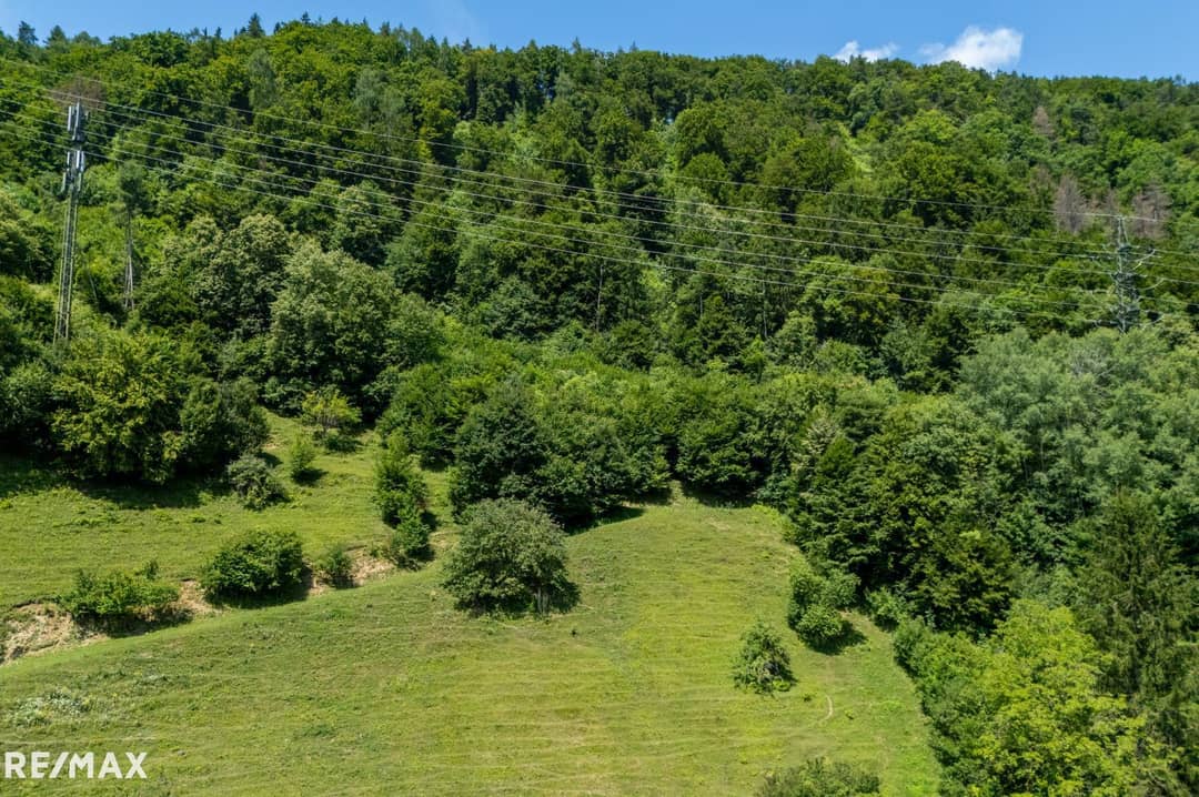 Waldfläche nahe Thalersee