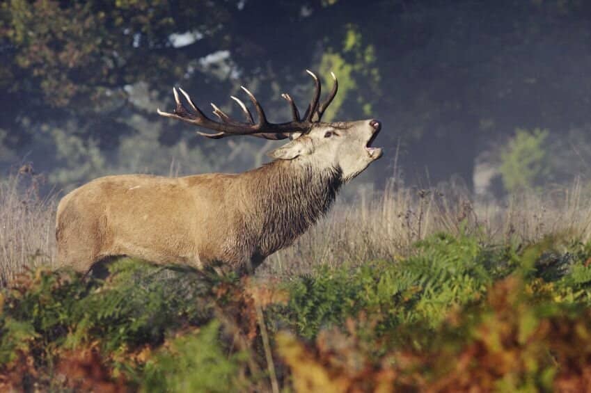 1.000 ha Forstbesitz mit Jagd