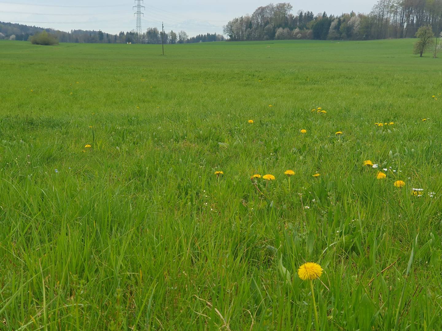 Rural property with pasture land and stable buildings