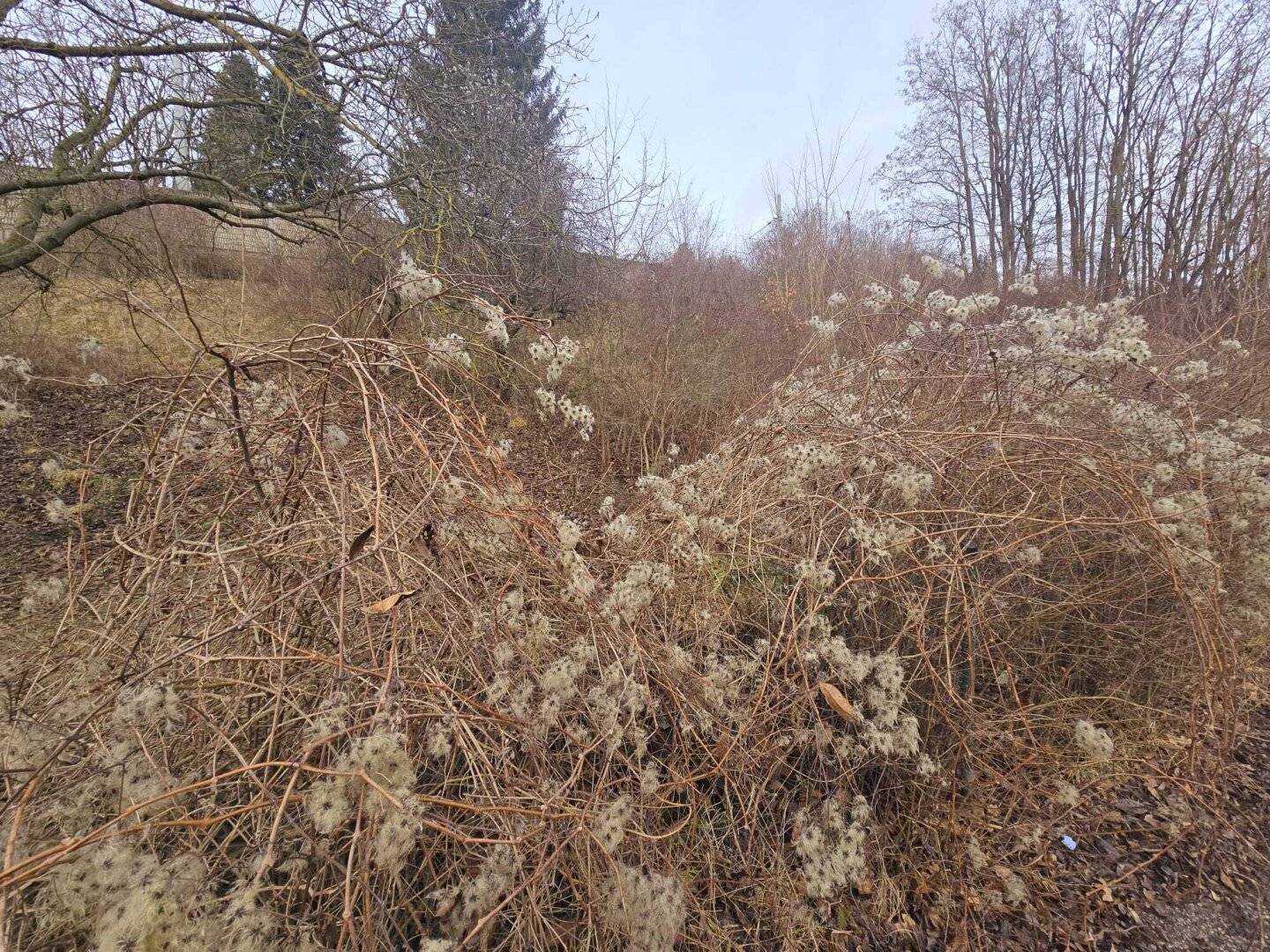 Baugrundstück in Purkersdorf