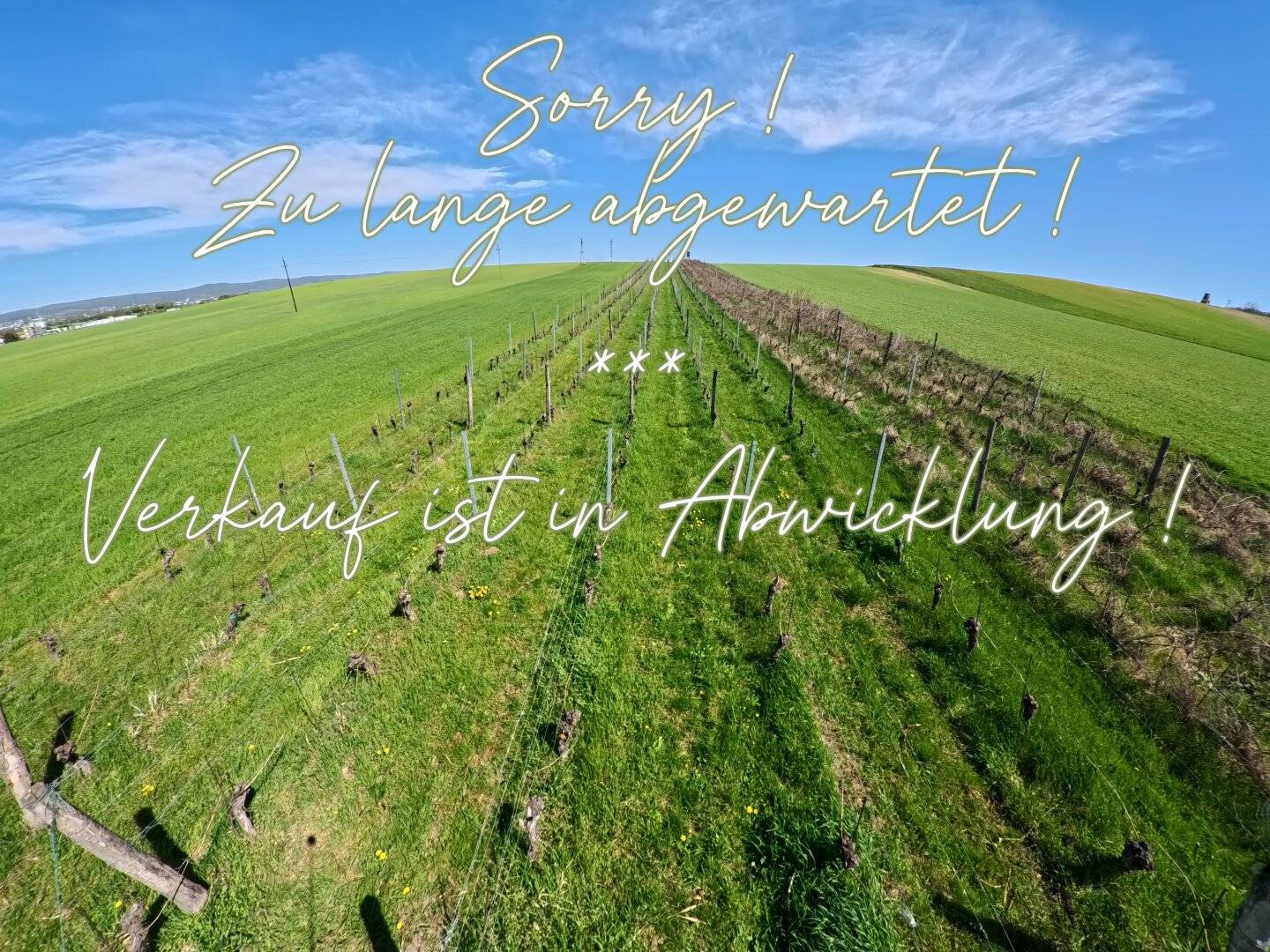 Weingarten bei Siegendorf ! In Vino Veritas !