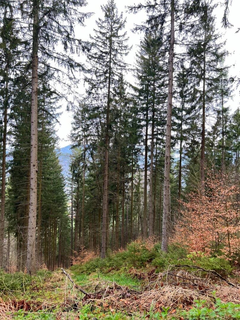 180 ha Forstbesitz in Steiermark
