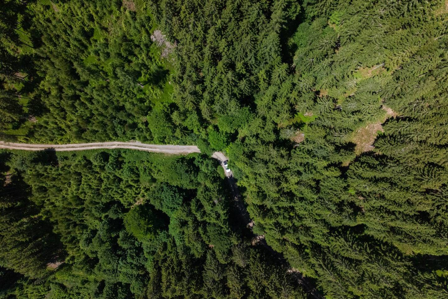 Extensive Forest Property with Hunting Grounds in Styria