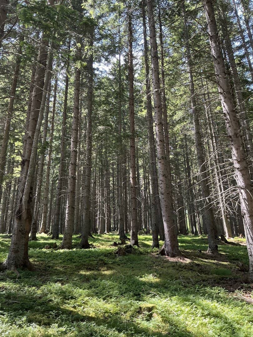 Extensive Forest Property with Hunting Grounds in Styria