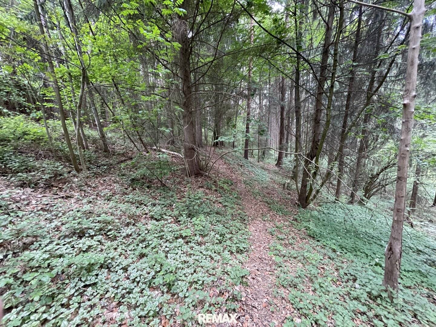 Waldgrundstück mit Altbestand in Amras