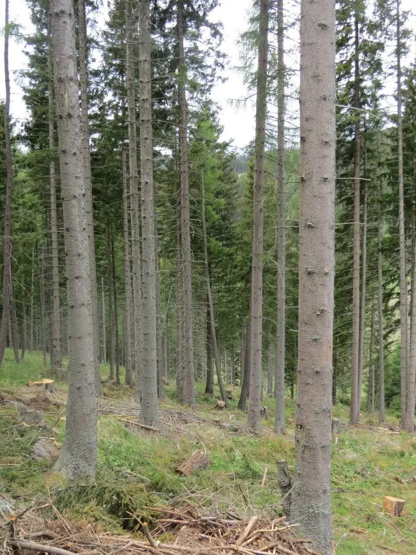 Woodland plot with view of Maria Schnee