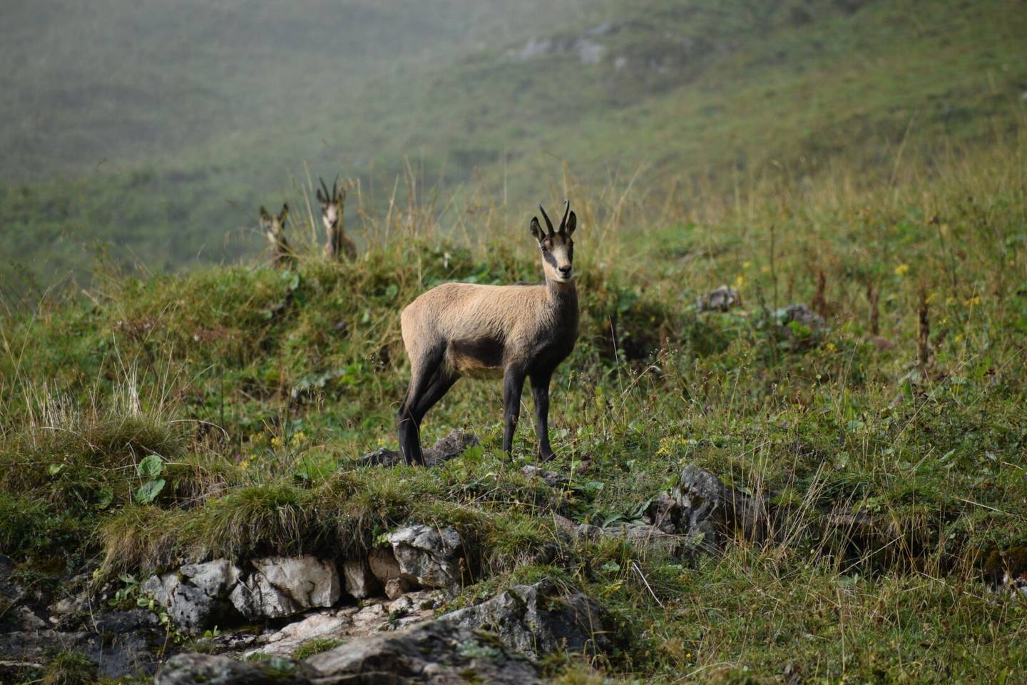 300 ha Alm und Gebirgsjagd in der Steiermark