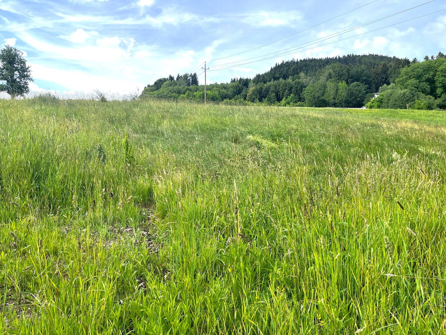 Baugrundstück in ruhiger Naturlage ohne Bauzwang