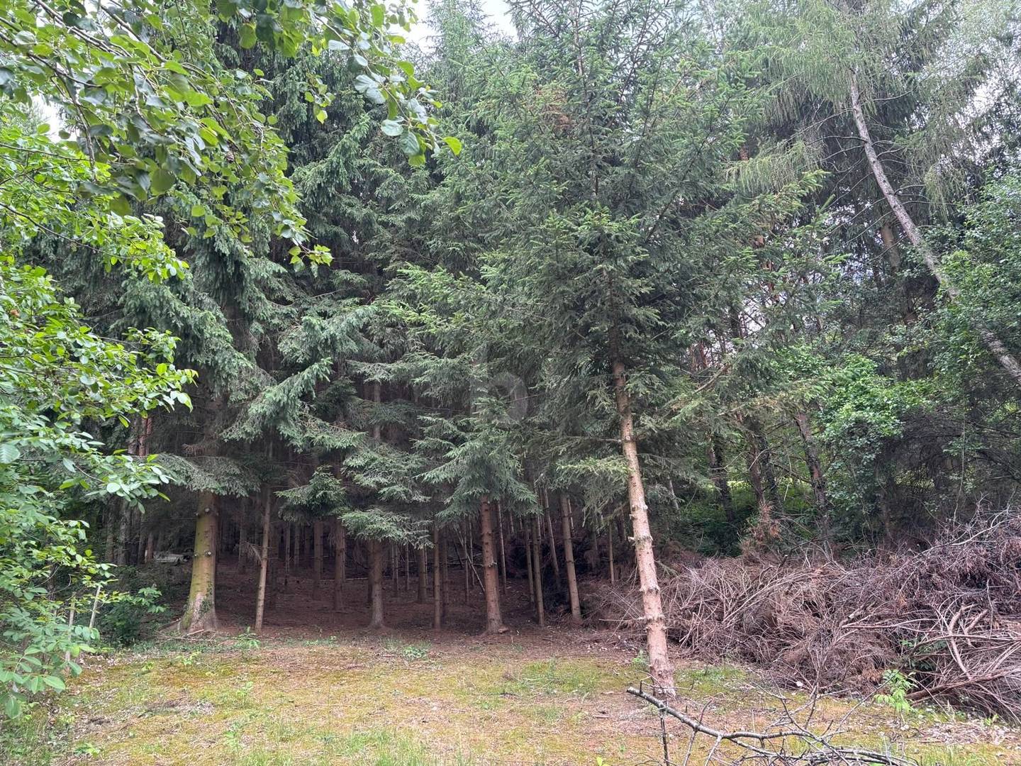 Familienwohnung in Waldlage mit eigenem Waldanteil