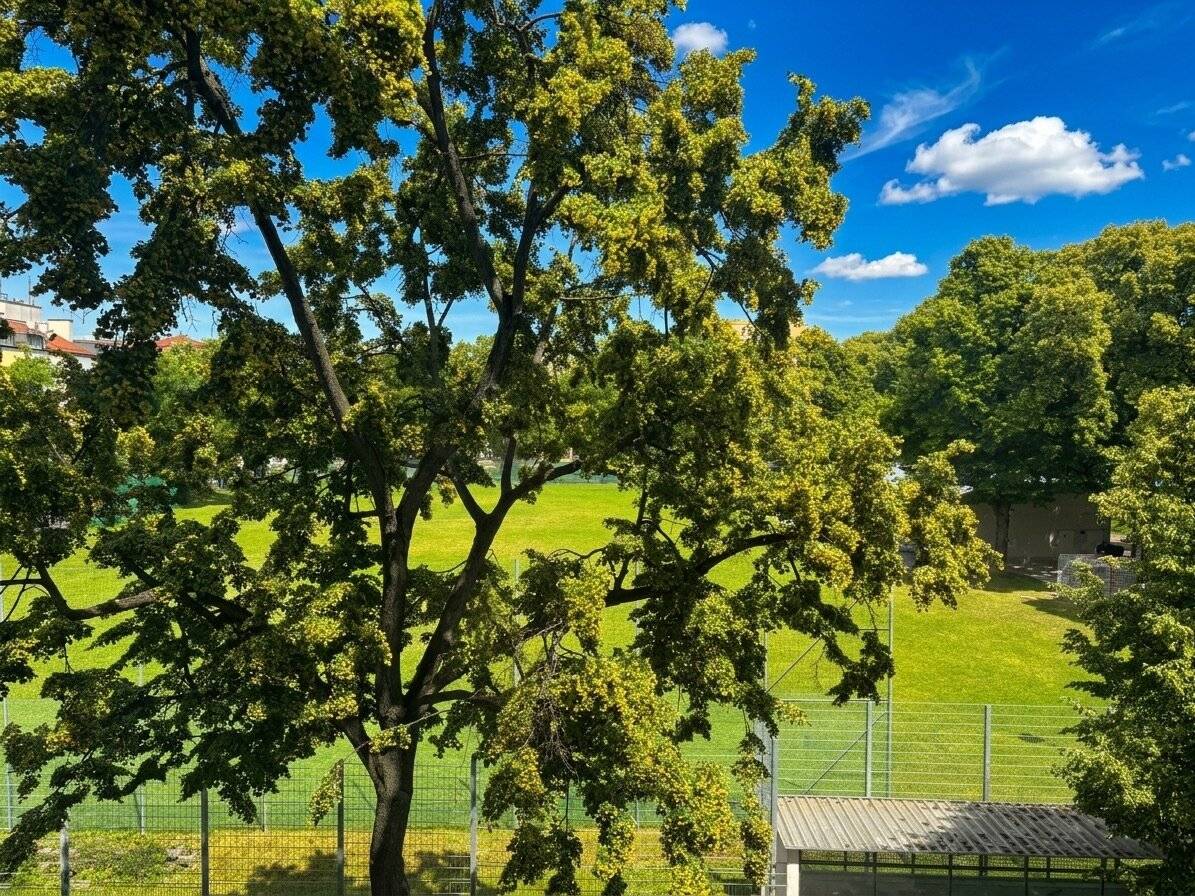 Well-maintained apartment with green view and elevator