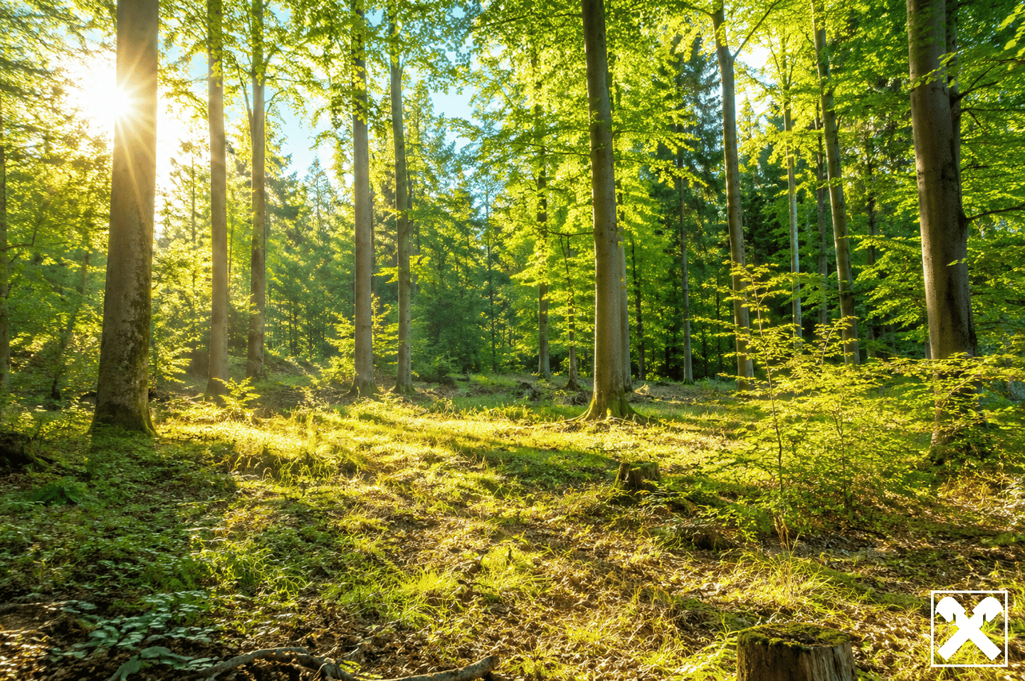 Waldgrundstück mit Fichtenbestand und Hanglage
