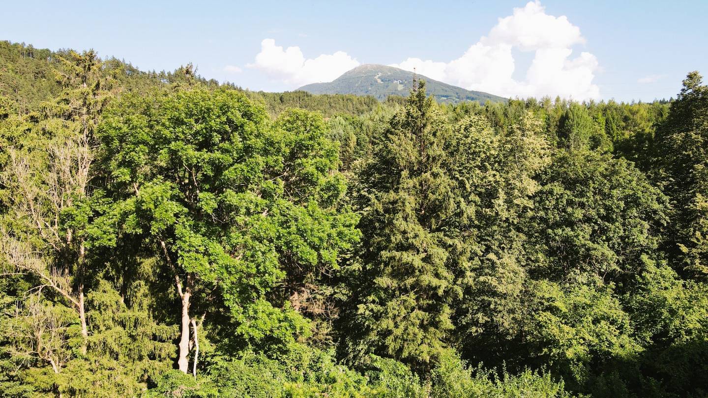 Baugrundstück mit Bergblick und Waldnähe
