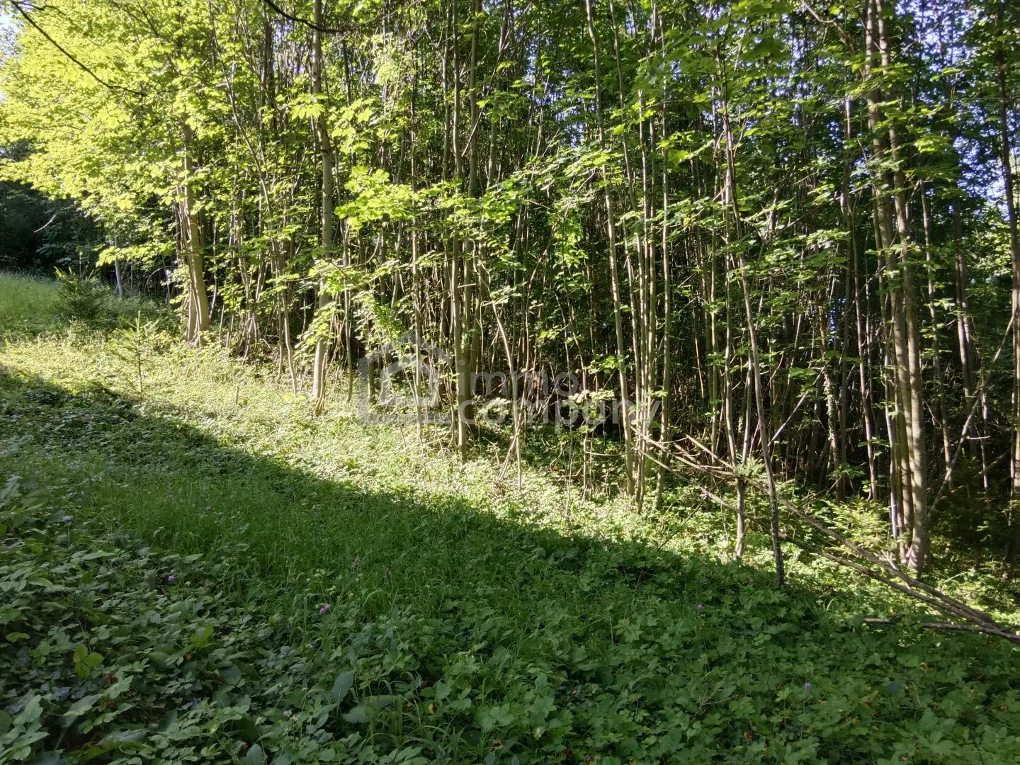 Ihr Grundstück in Hanglage mit absolutem Grünblick