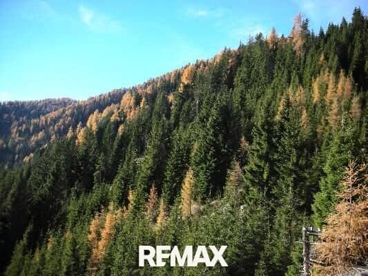 Großes Wald und Jagdgrundstück in Oberkärnten