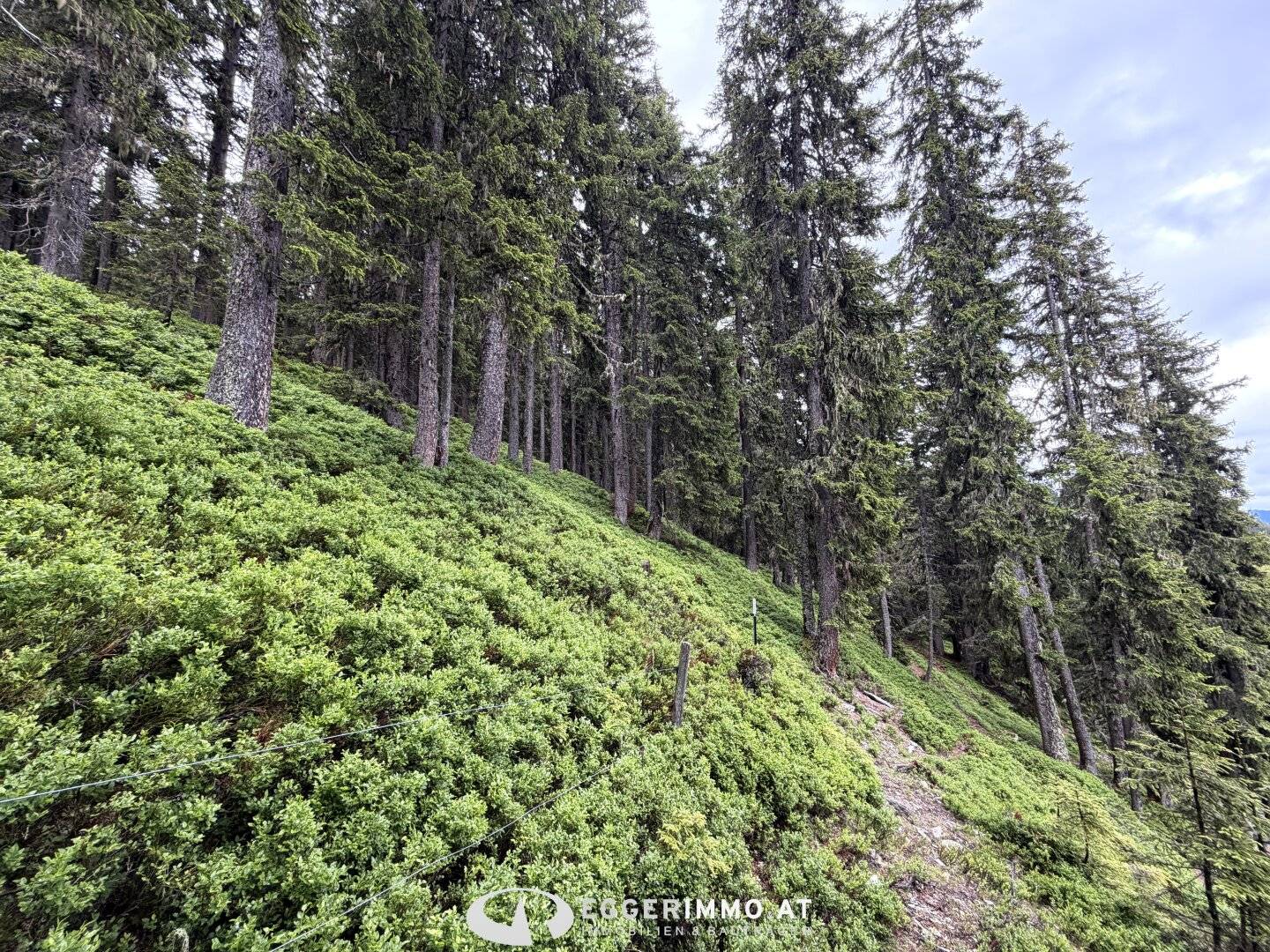 5753 Saalbach: Die Gelegenheit! RARITÄT, Skihütte-Gastronomie mit ca. 40ha Wald und Weideflächen in Bestlage von Saalbach direkt an der Skipiste zu verkaufen !!