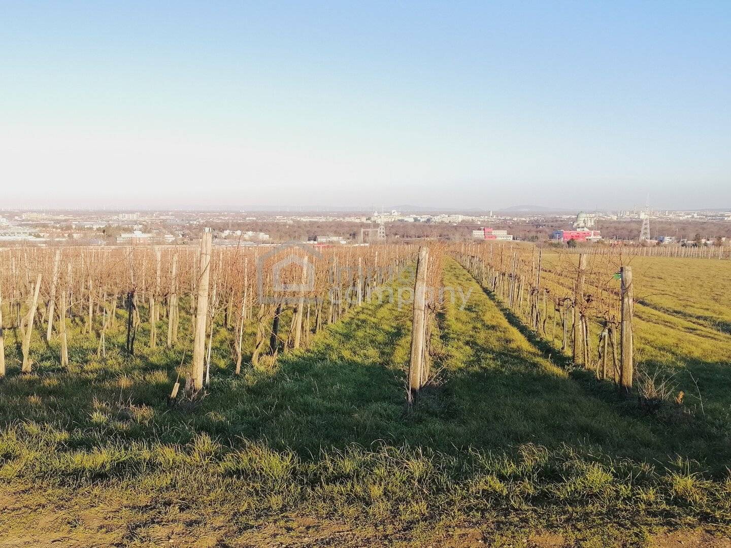 Vineyard in the 10th district, cultivate or invest