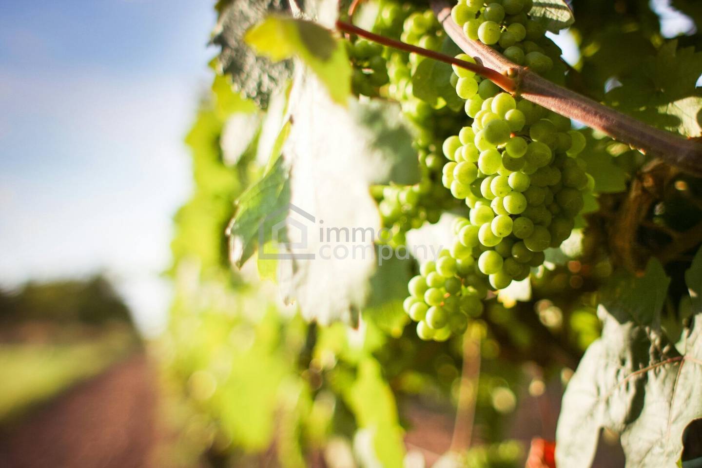 Vineyard in the 10th district, cultivate or invest