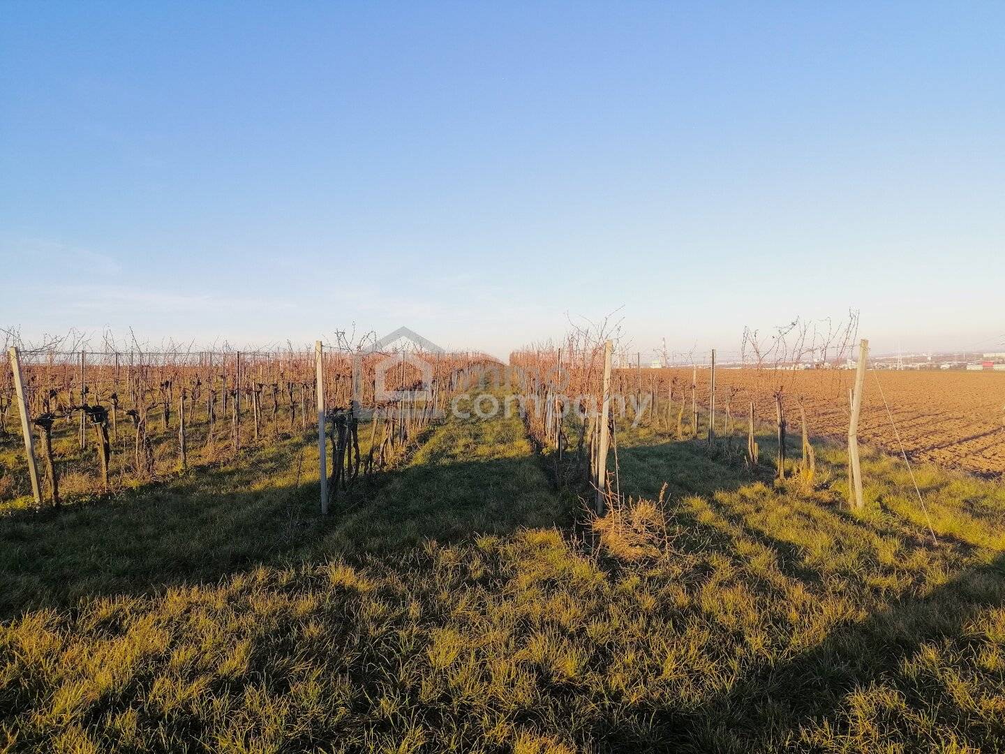 Vineyard in the 10th district, cultivate or invest