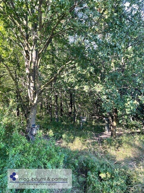 Verwilderter, mit alten  Sorten bestückter Obstgarten  im Moment als Wald gewidmet RODUNG  bewilligt