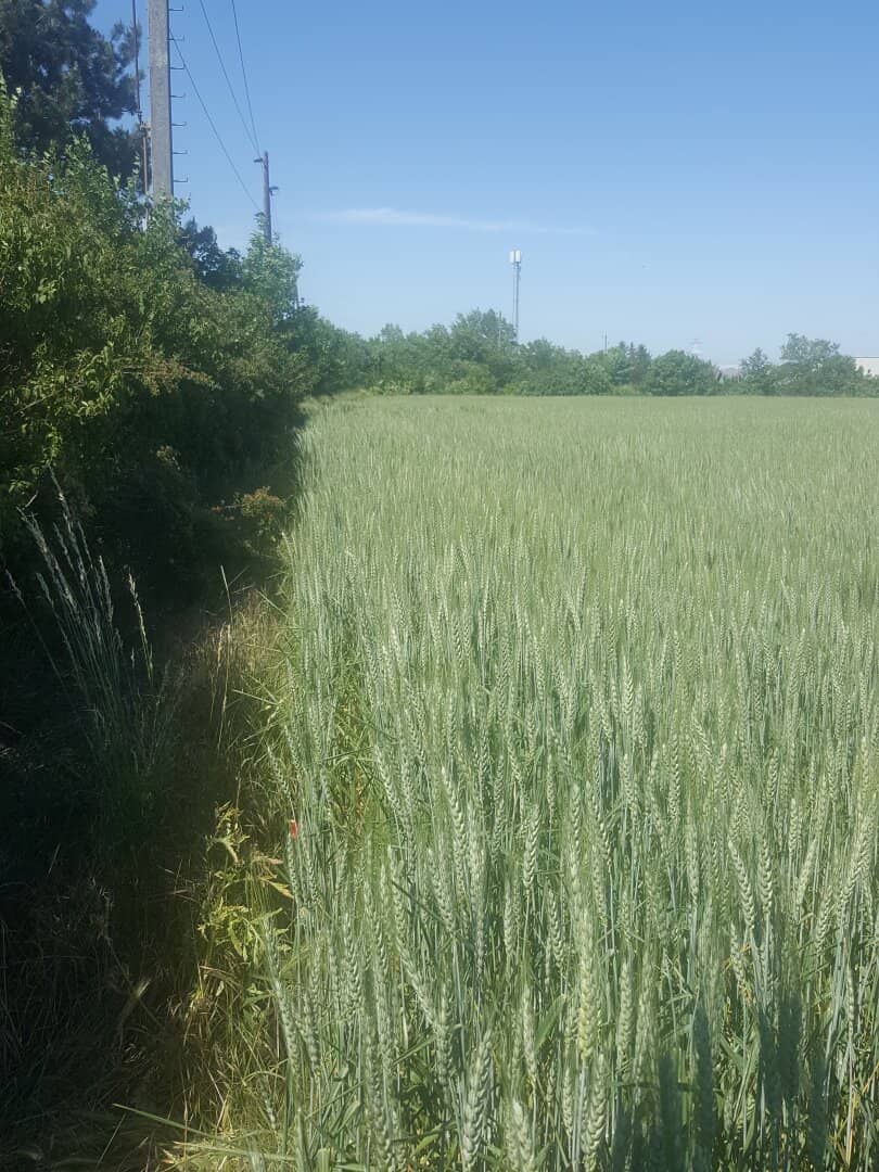 BETRIEBSBAUGRUNDSTÜCKE IM INDUSTRIEGEBIET SEYRING (10.433m²)..