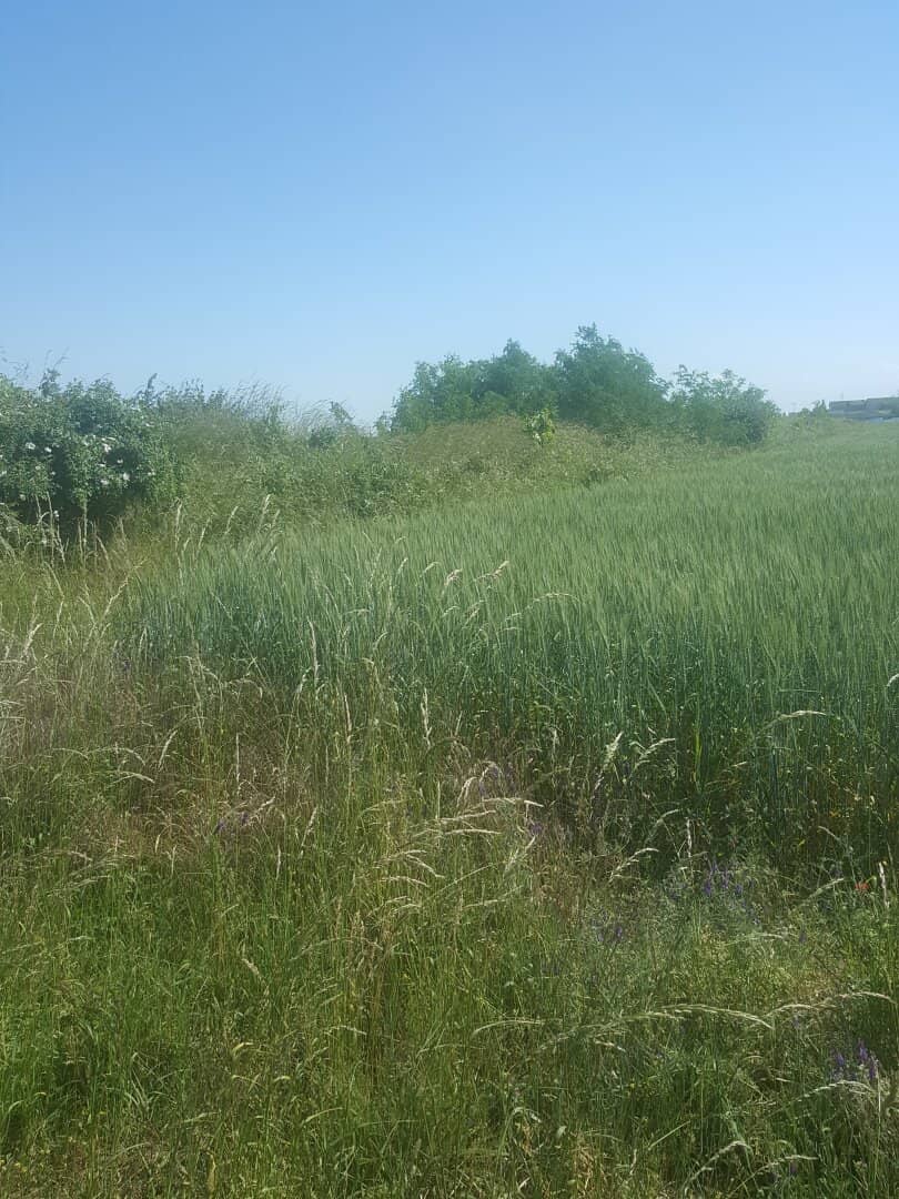 BETRIEBSBAUGRUNDSTÜCKE IM INDUSTRIEGEBIET SEYRING (10.433m²)..