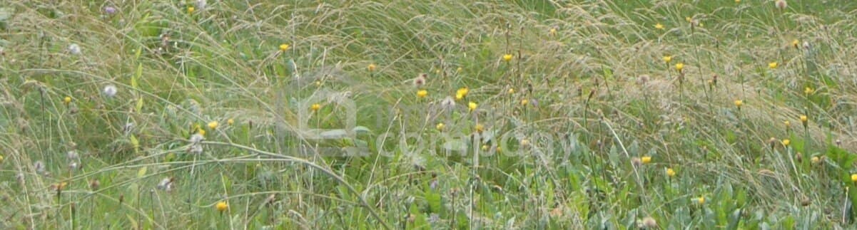 Sunny plot of land in a quiet location