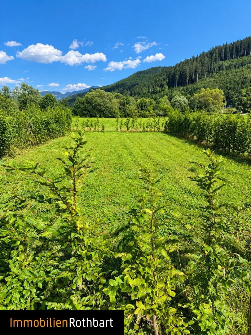 New allotment garden complex in Mitteraich