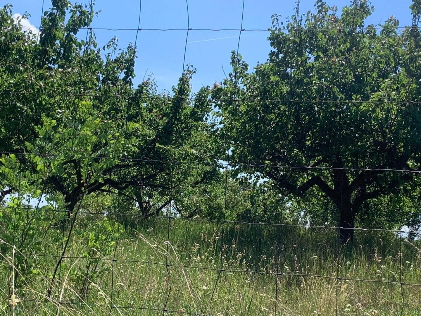 Marillenbaum-Plantage zur Verpachtung
