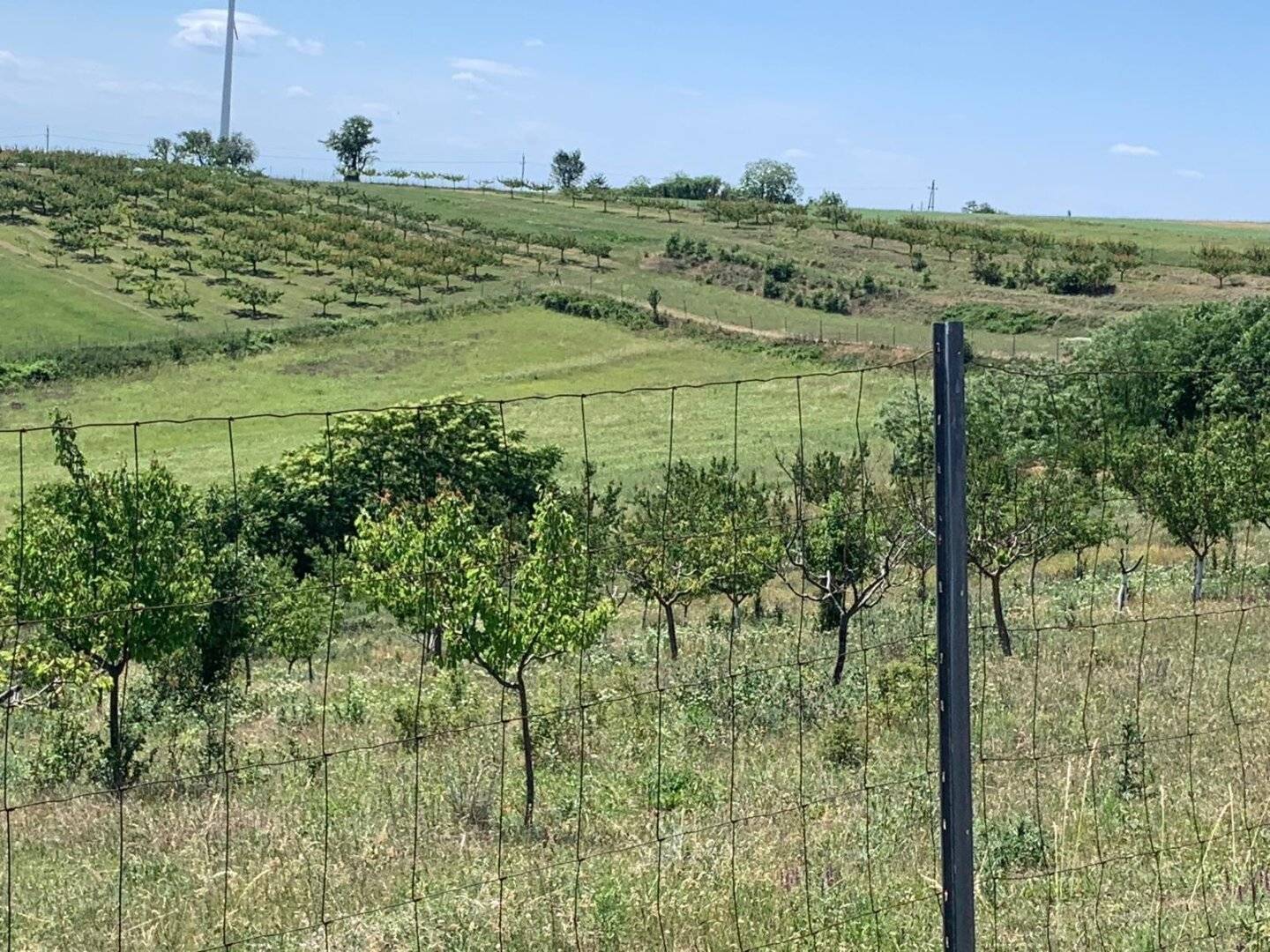 Marillenbaum-Plantage zur Verpachtung